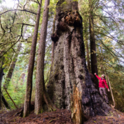 A hiker stretches his arms out beside a giant old-growth Sitka spruce trees at Yakoun Lake on Haida Gwaii.