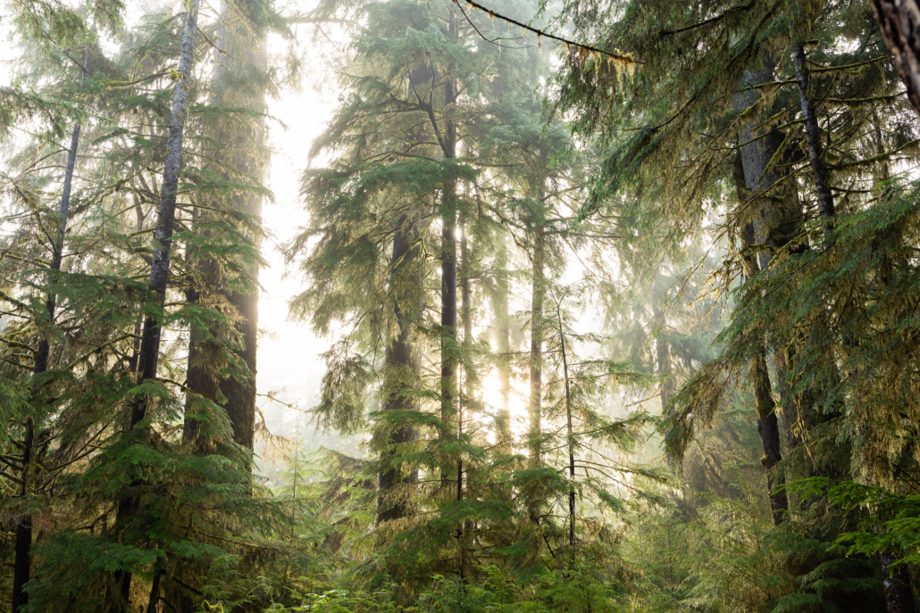 Fog rolls through an ancient temperate rainforest at Yakoun Lake.