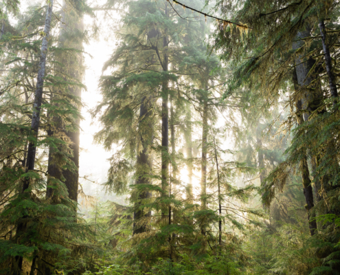 Fog rolls through an ancient temperate rainforest at Yakoun Lake.