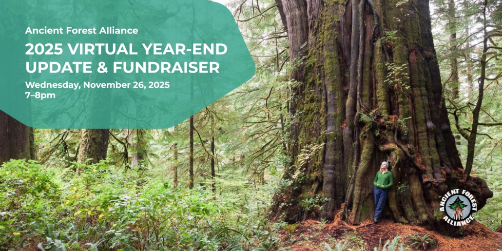 An image of a large western redcedar with the words: 2025 Virtual Year-End Update and Fundraiser