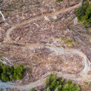 An aerial of a BCTS cutblock in the Nahmint Valley