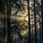 sunbeams-forest-caycuse-river