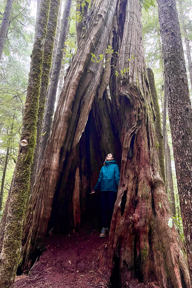 Ancient Cedars Loop Trail – Ucluelet