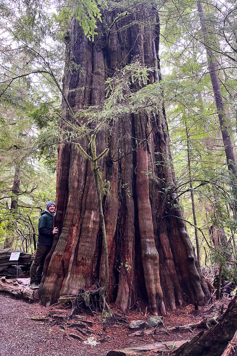 Ancient Cedars Loop Trail – Ucluelet