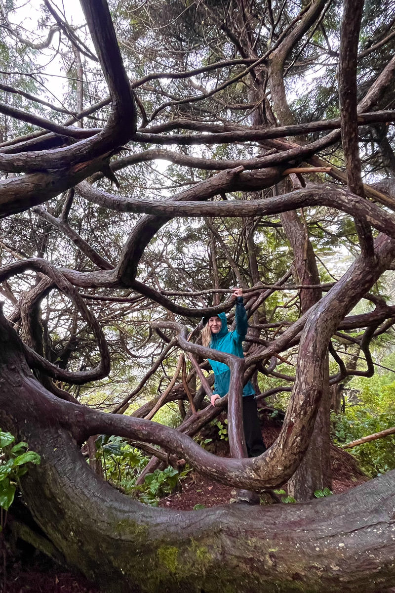 Ancient Cedars Loop Trail – Ucluelet