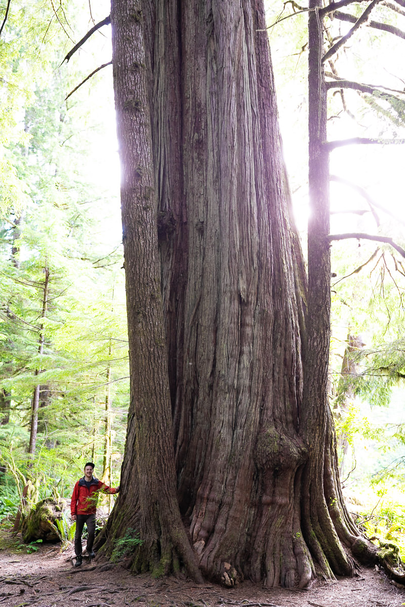 Giant Cedar Trail – Canoe Creek