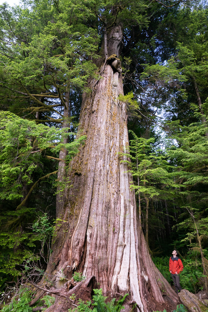 Giant Cedar Trail – Canoe Creek