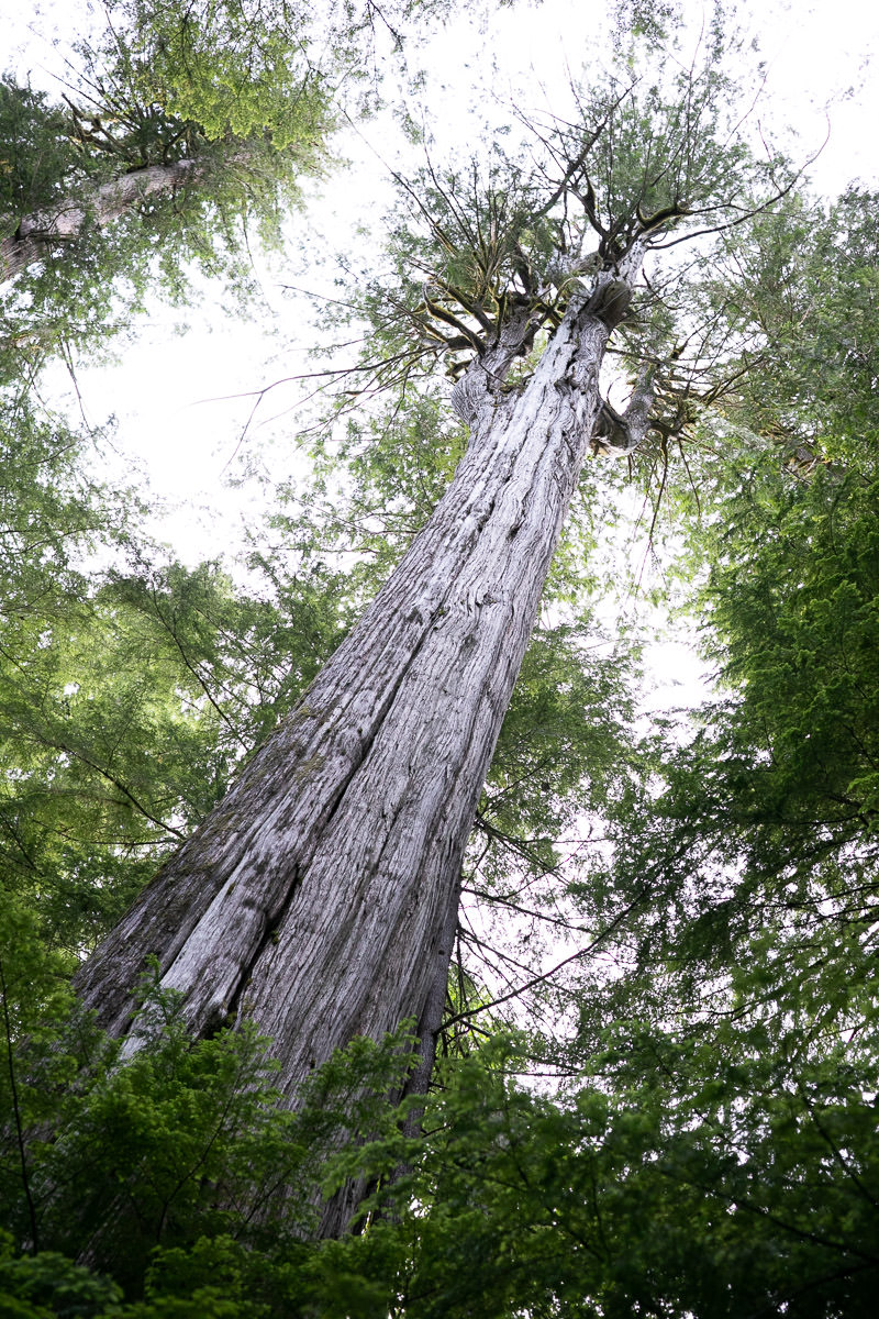 Giant Cedar Trail – Canoe Creek