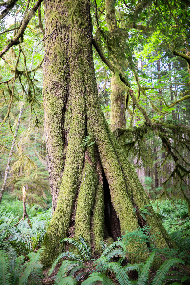 Giant Cedar Trail – Canoe Creek