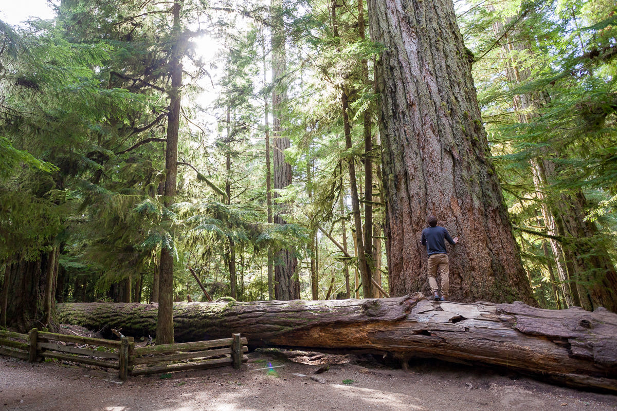 Cathedral Grove – Port Alberni