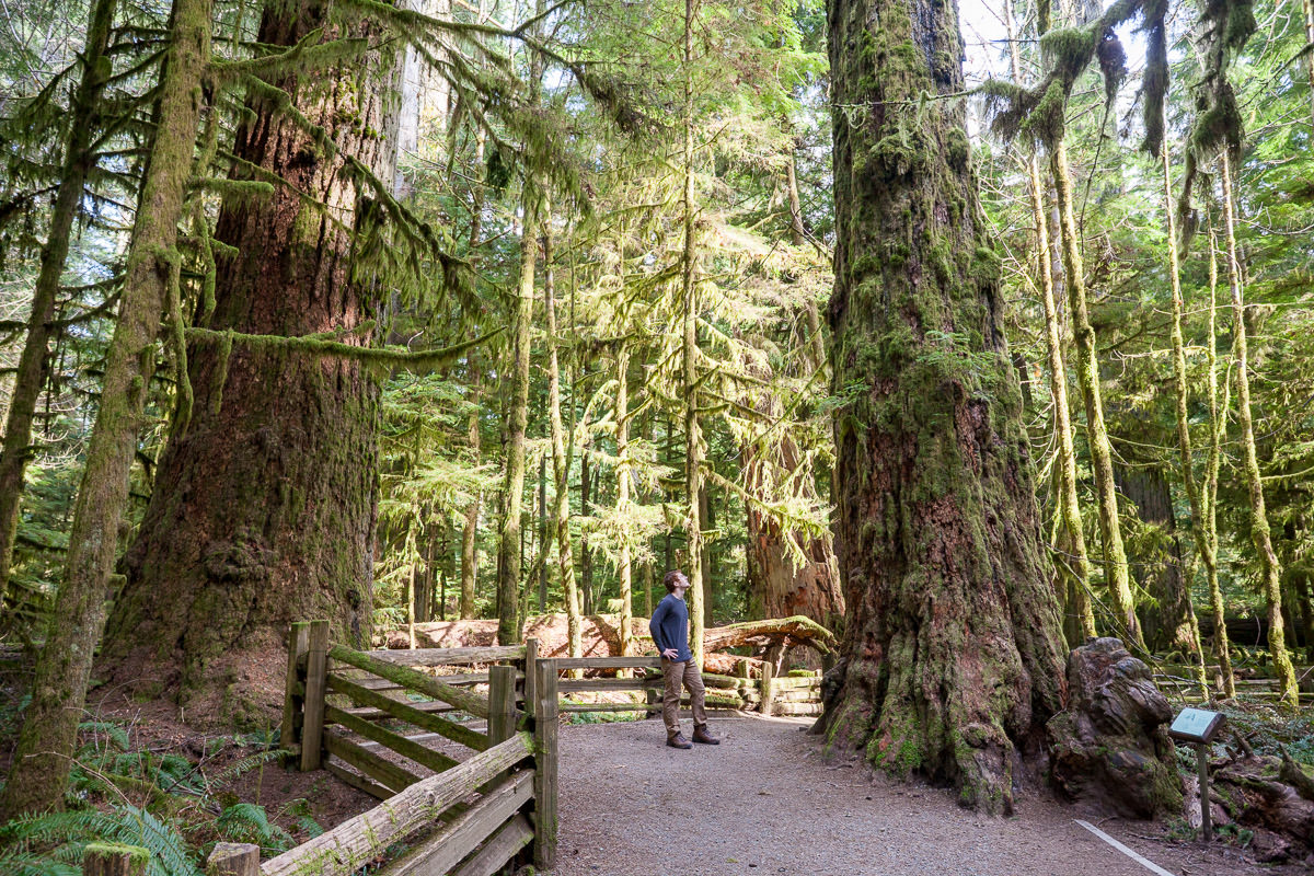 Cathedral Grove – Port Alberni