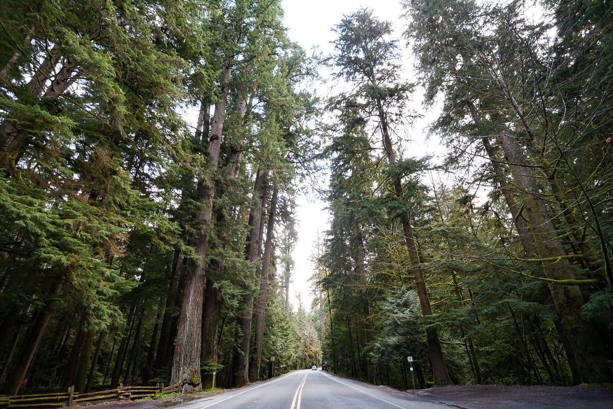 Cathedral Grove – Port Alberni