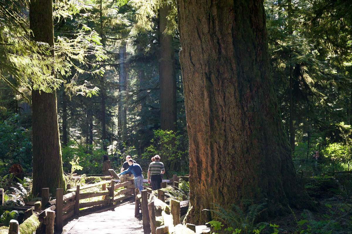 Cathedral Grove – Port Alberni
