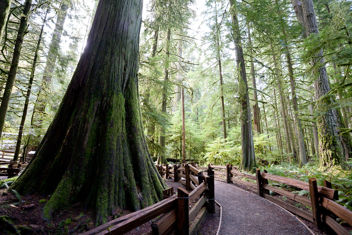 Cathedral Grove – Port Alberni