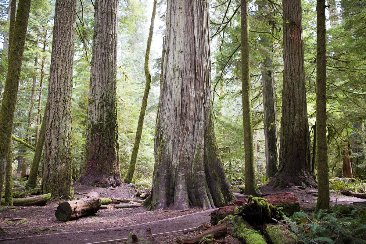 Cathedral Grove – Port Alberni