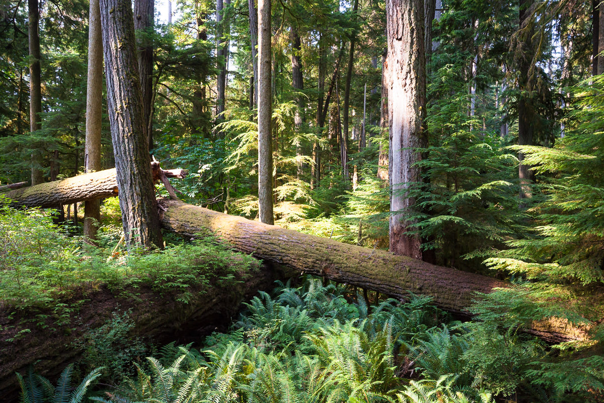 Cathedral Grove – Port Alberni