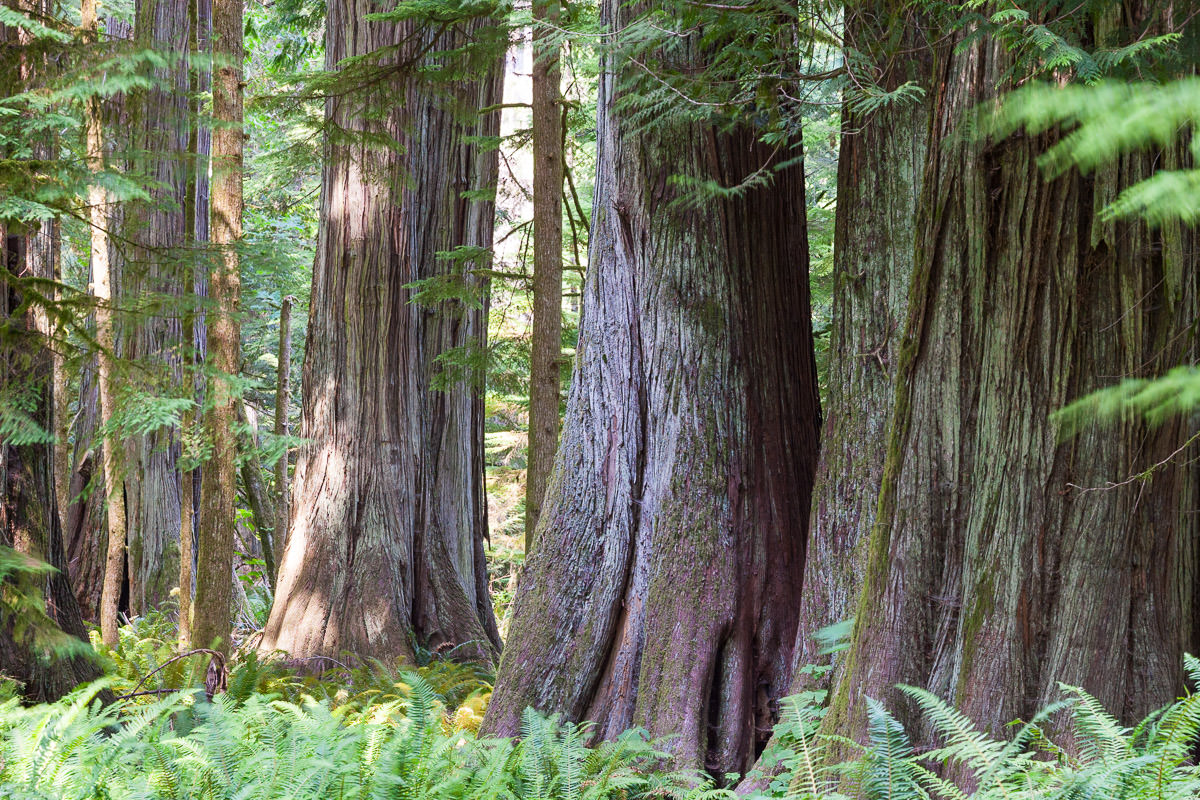 Cathedral Grove – Port Alberni