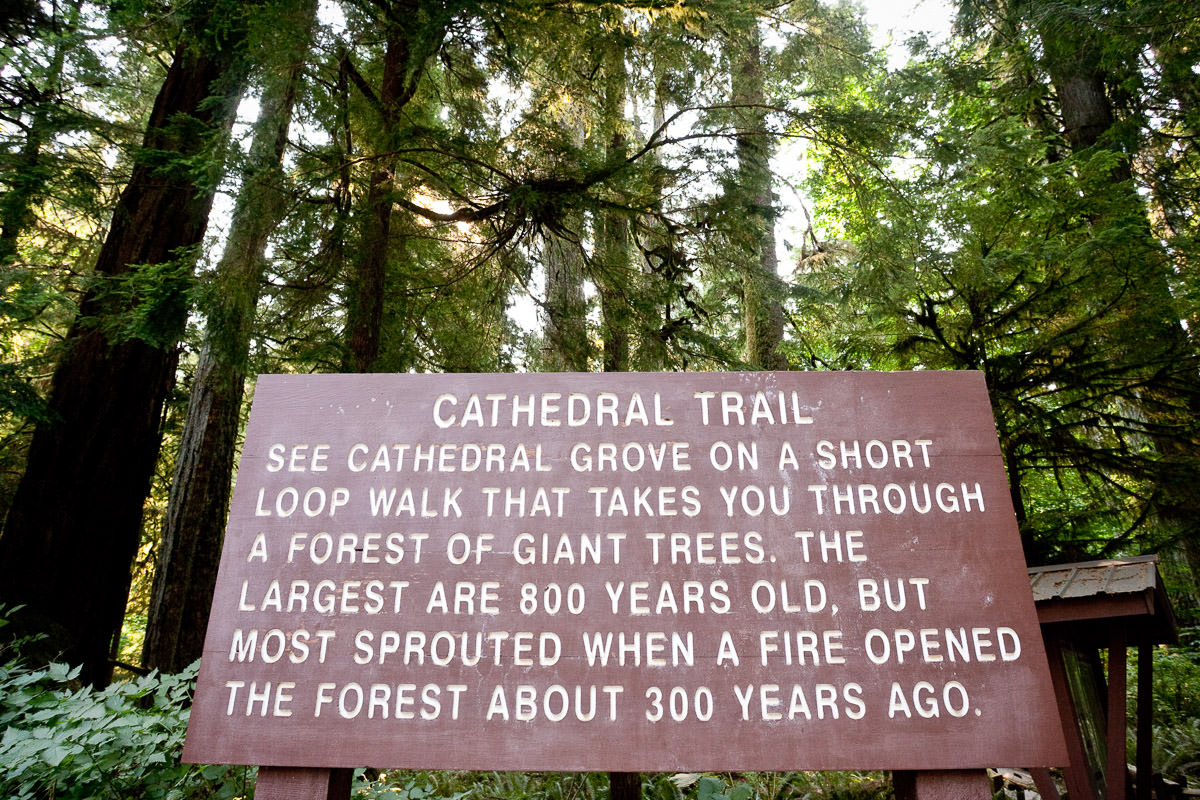 Cathedral Grove – Port Alberni