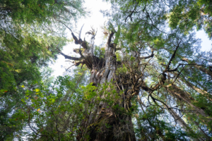 Wildside Trail – Flores Island