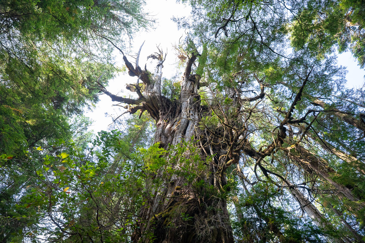 Wildside Trail – Flores Island