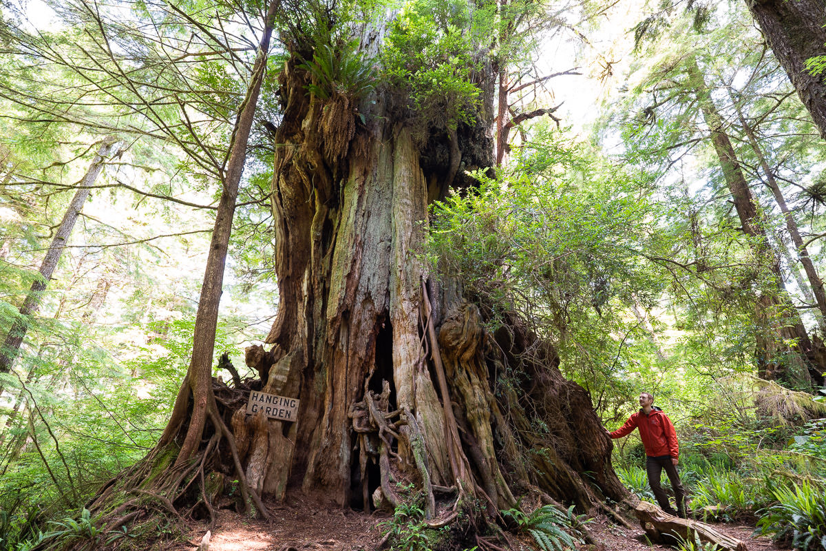 Big Tree Trail – Meares Island