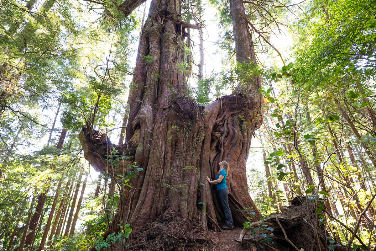 Big Tree Trail – Meares Island