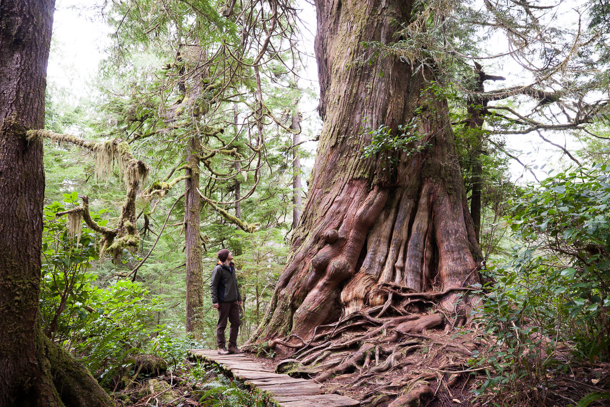 Big Tree Trail – Meares Island