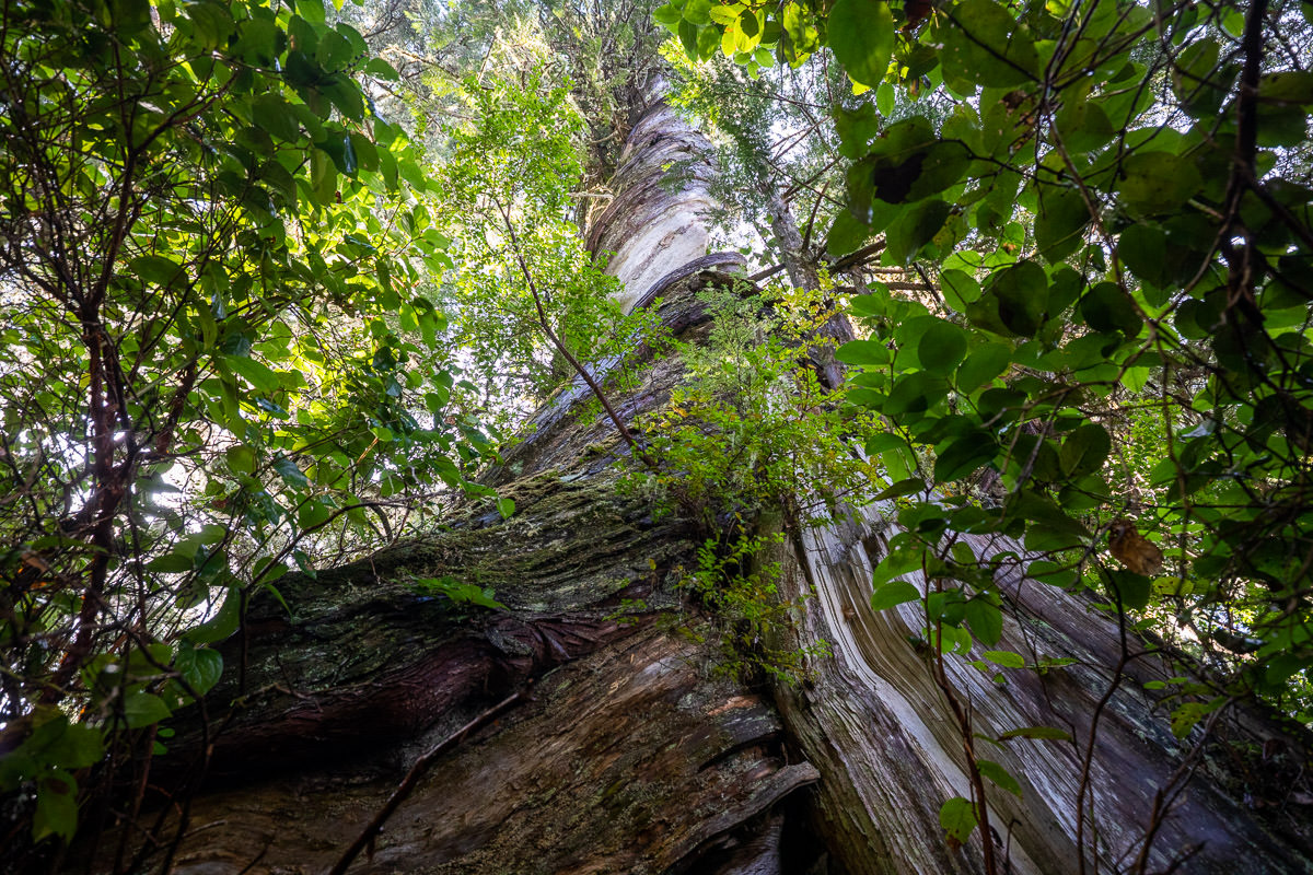 Big Tree Trail – Meares Island