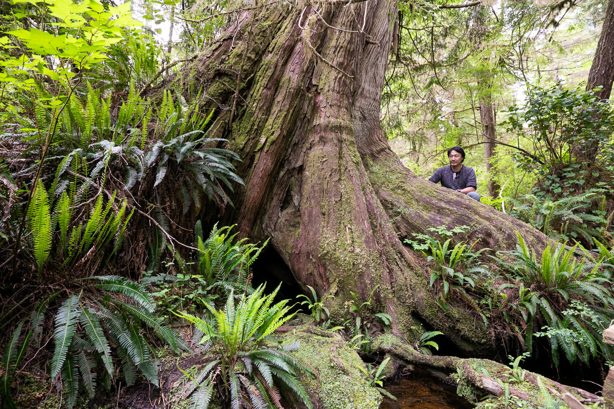 Big Tree Trail – Meares Island