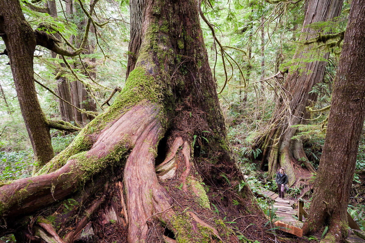 Big Tree Trail – Meares Island