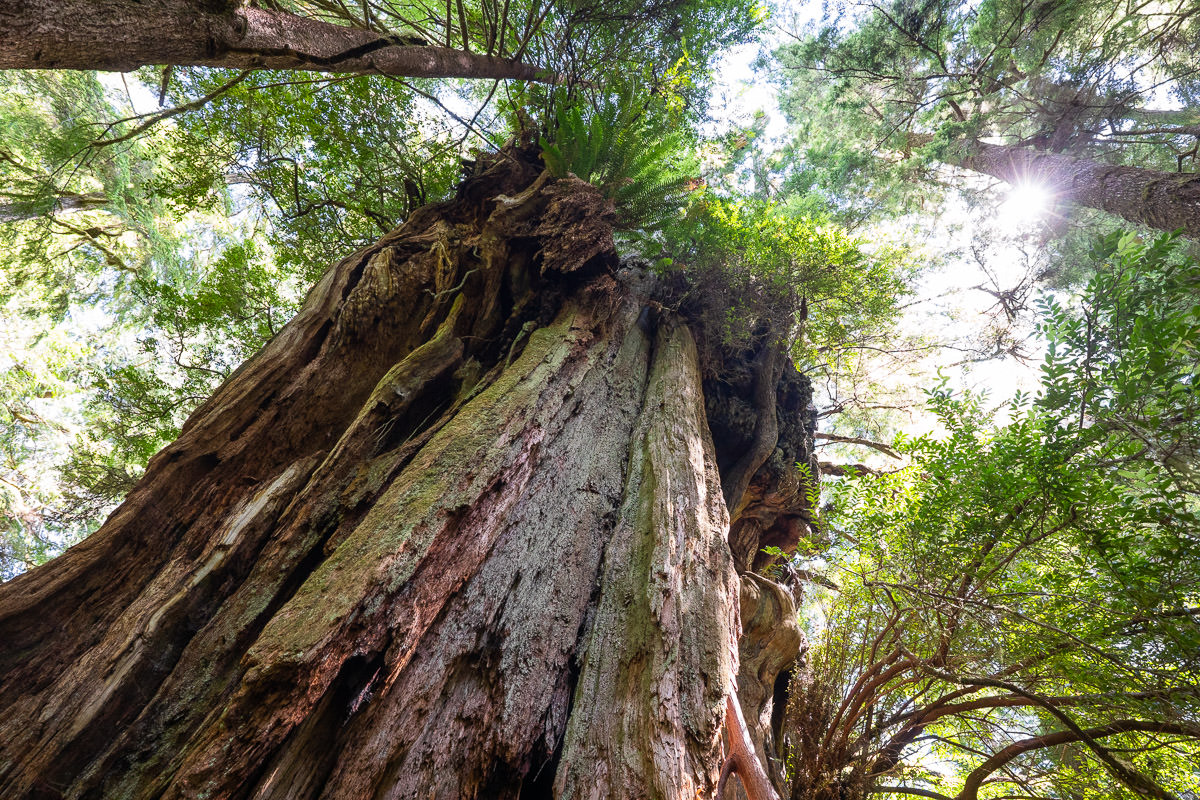 Big Tree Trail – Meares Island