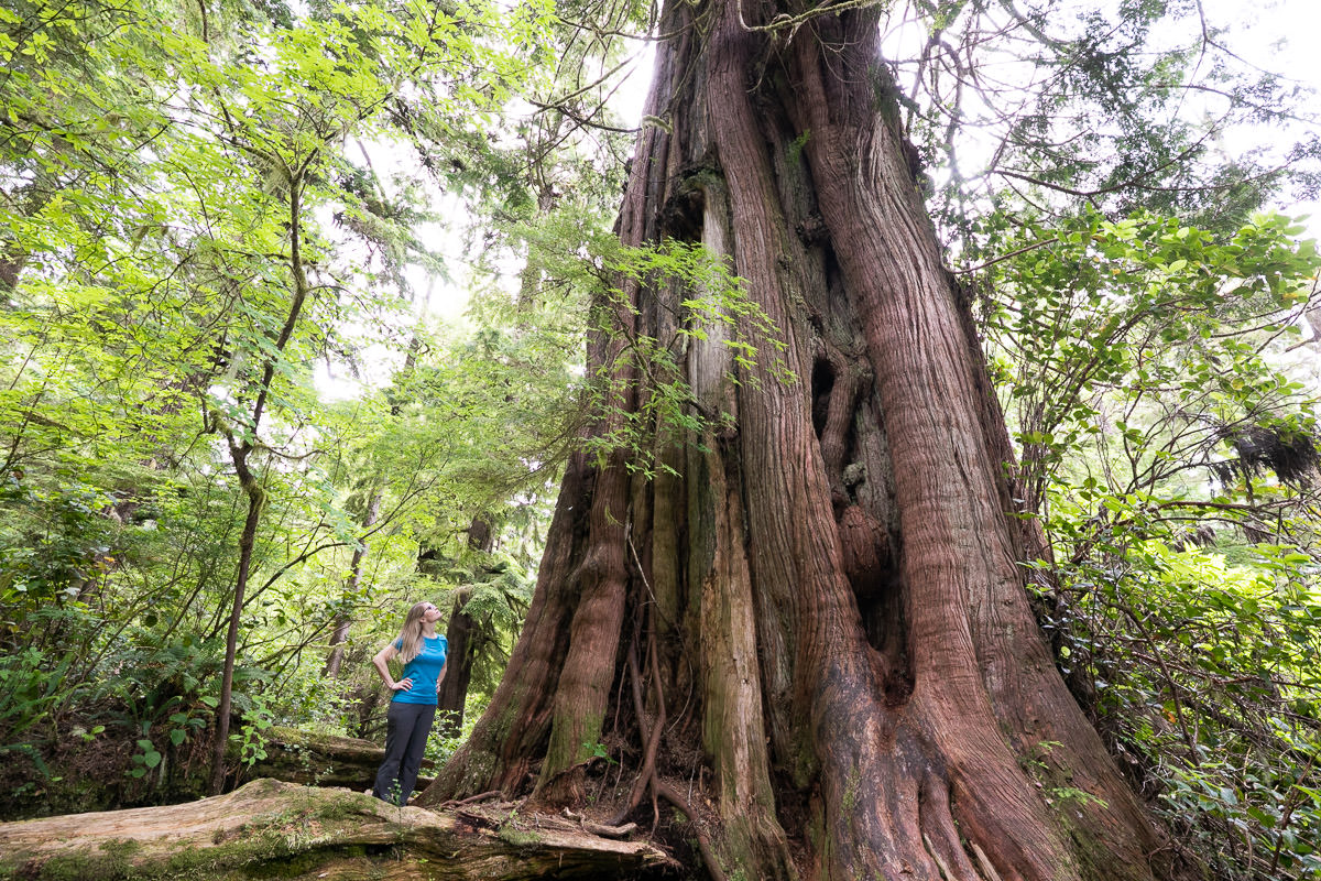 Big Tree Trail – Meares Island