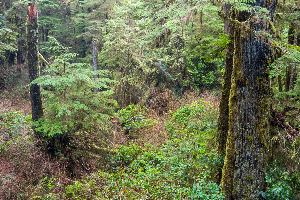 Rainforest Trail – Tofino