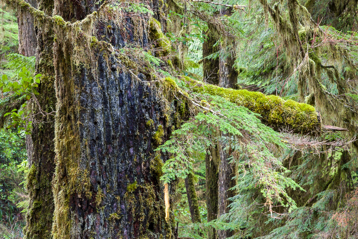 Rainforest Trail – Tofino