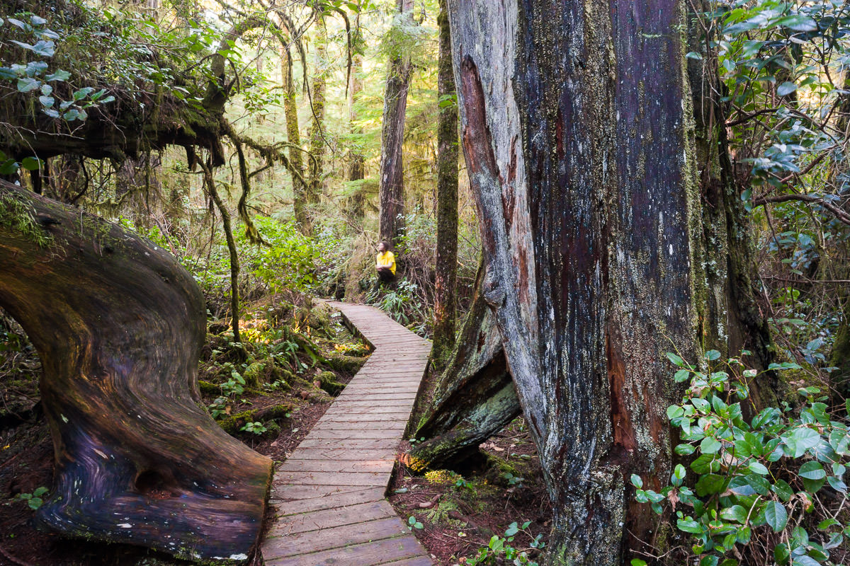 Rainforest Trail – Tofino