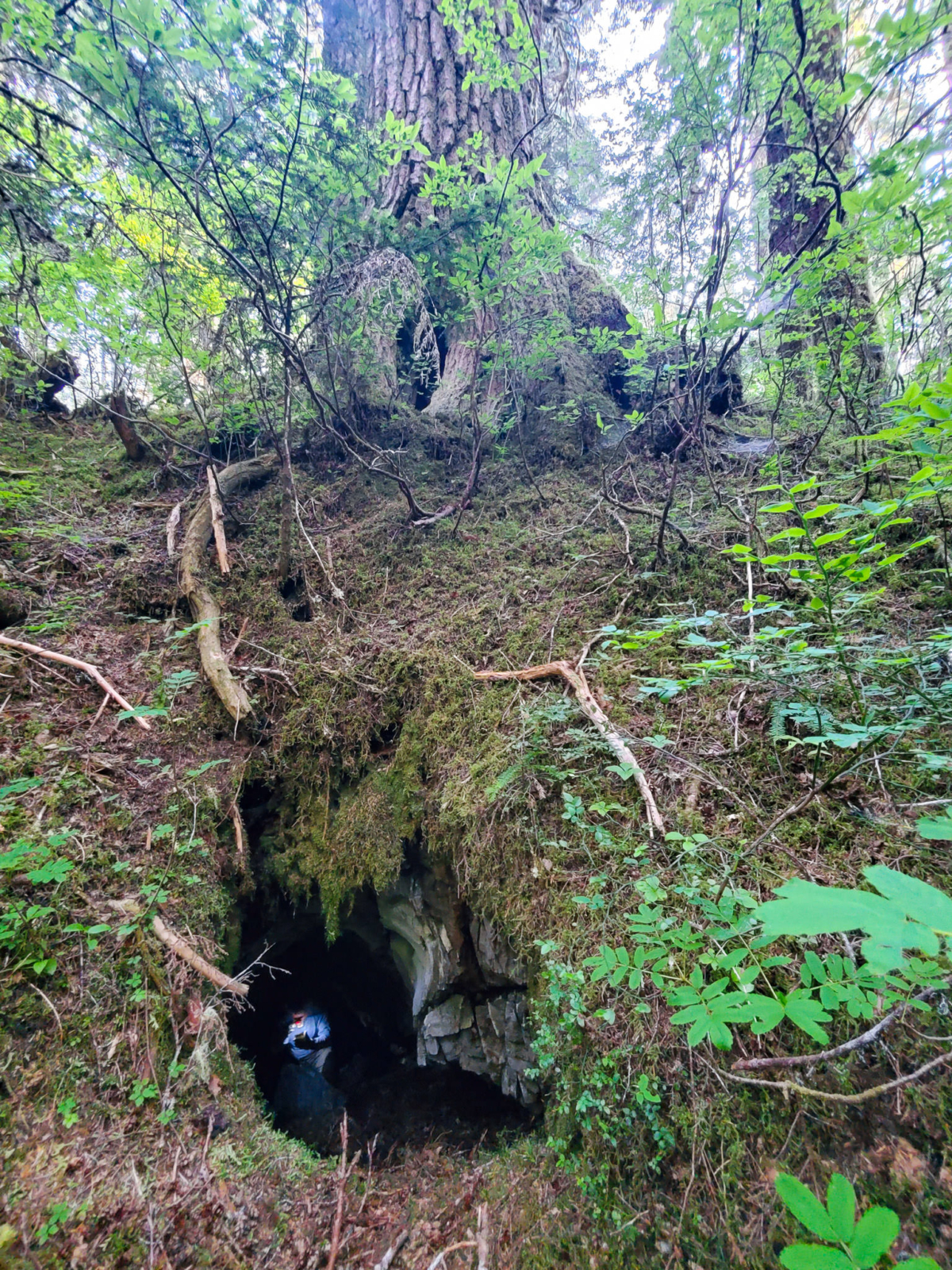 Expert caver and mayor of Tahsis, Martin Davis, underground below the “Holy Hemlock Hole,” a unique tree and karst feature in the unprotected Jewel of the Tahsish. (Photo: Charlene Forest)