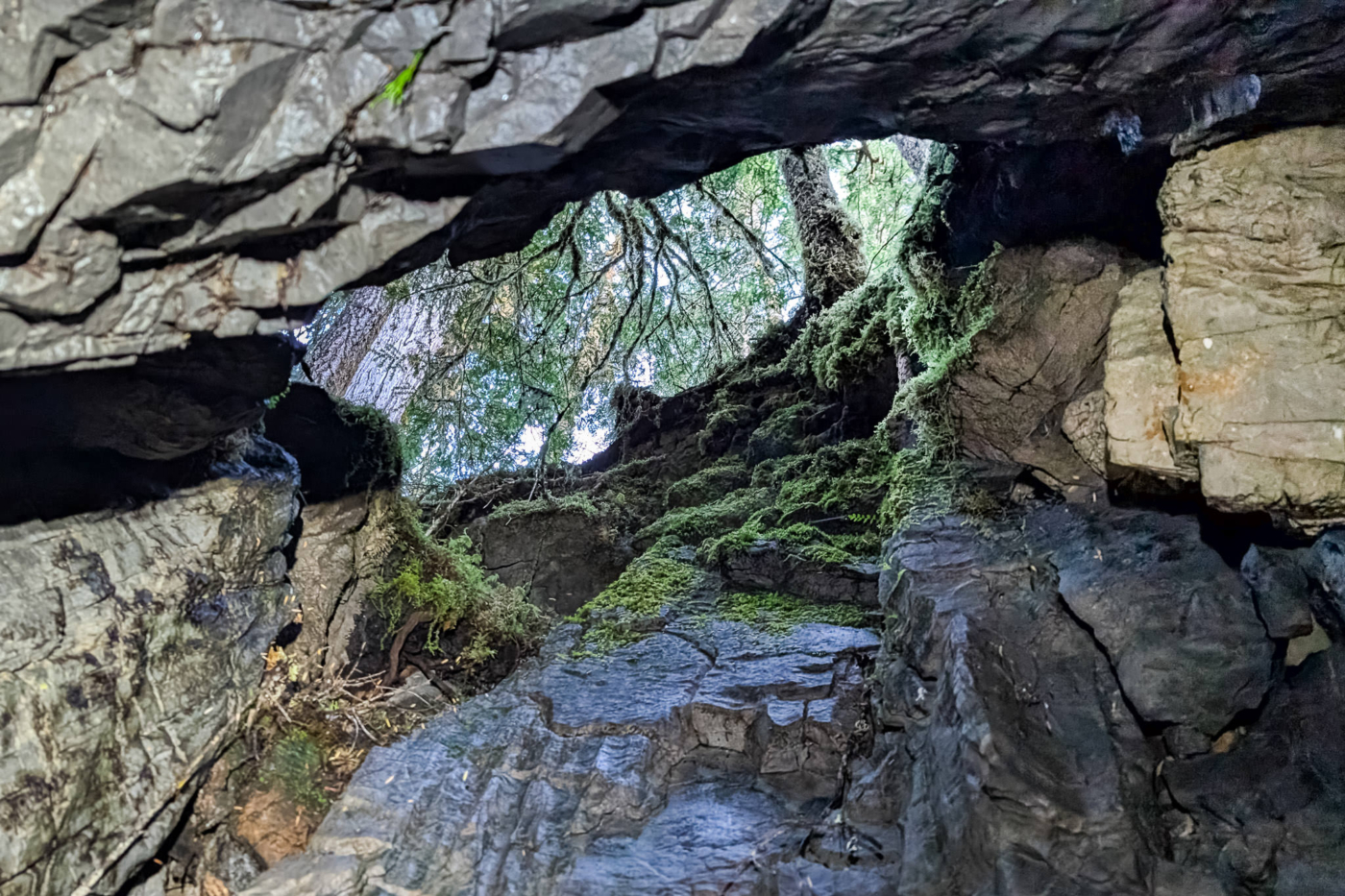 Looking up toward the old-growth forest through a limestone cave in the Jewel of the Tahsish. Old-growth karst ecosystems are among the rarest and most sensitive ecosystems in BC. (Photo: Charlene Forest)
