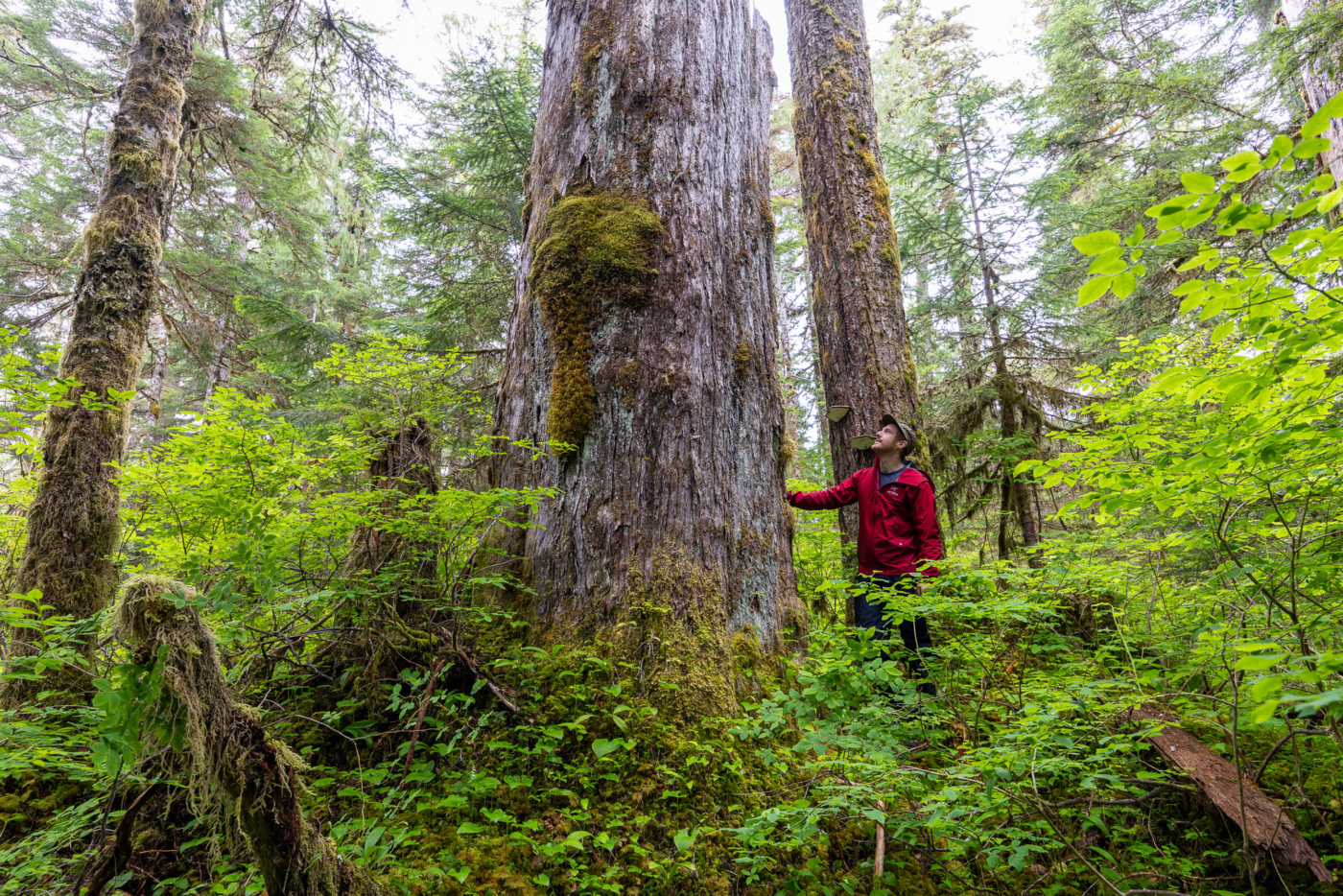 AFA campaign director and photographer TJ Watt beside an ancient yellow-cedar tree in the Jewel of the Tahsish. Yellow-cedar is the longest-lived tree species in Canada, with the oldest on record reaching nearly 2000 years. (Photo: TJ Watt)