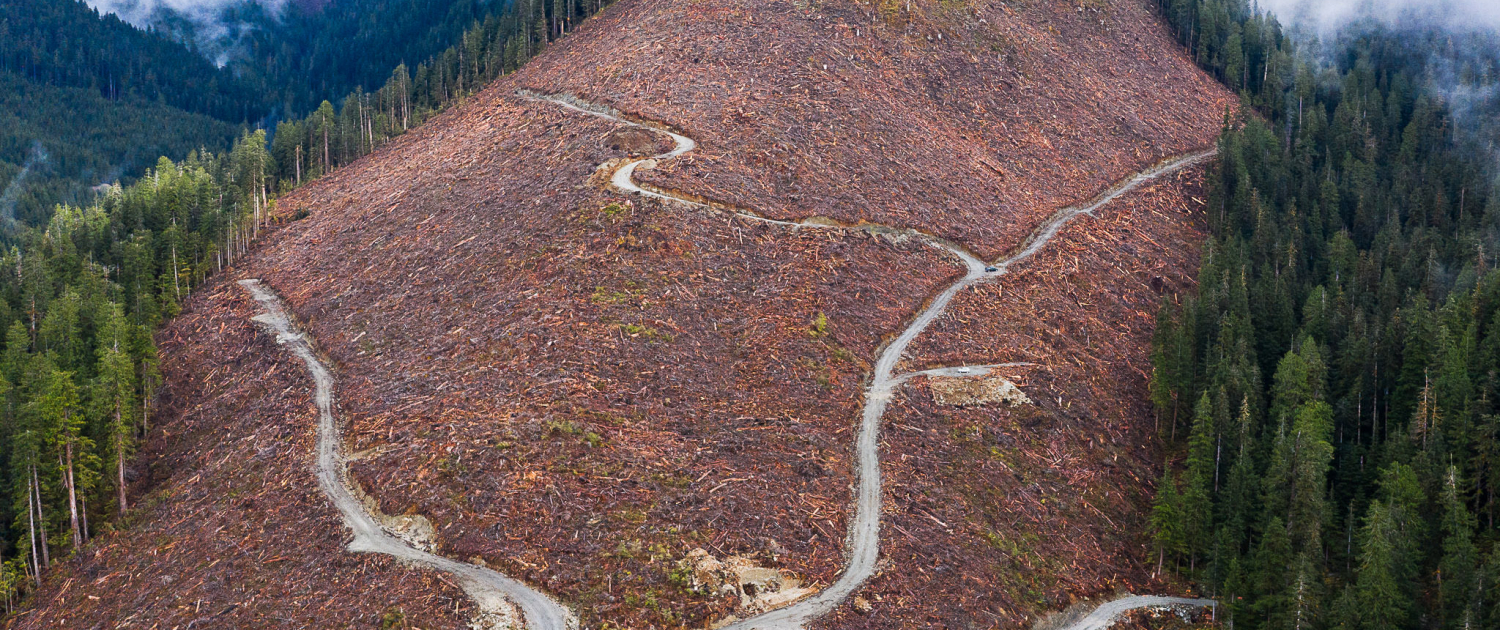 An aerial shot of a clearcut in the Caycuse Watershed in Ditidaht Territory.