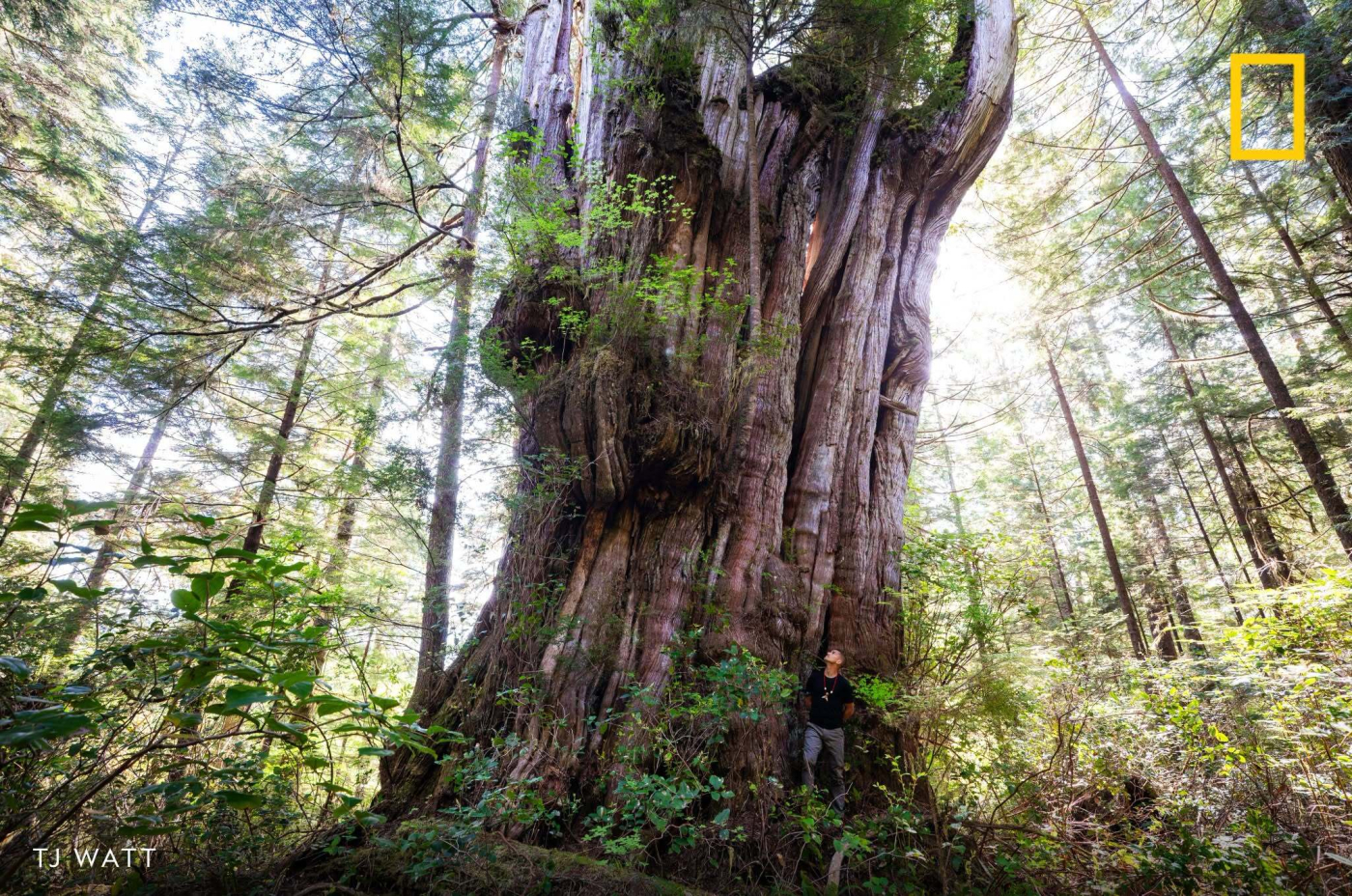 A man stands beside a massive old-growth cedar.