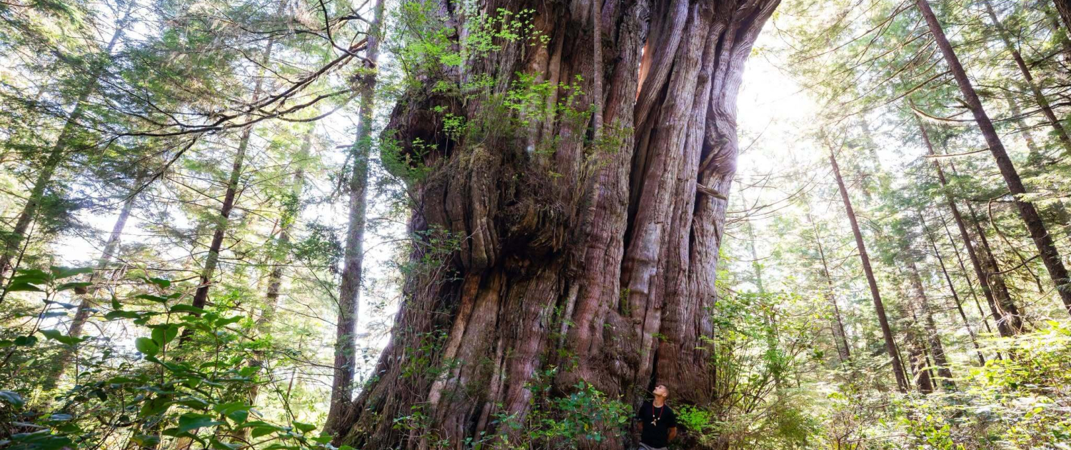 A man stands beside a massive old-growth cedar.