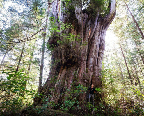 A man stands beside a massive old-growth cedar.
