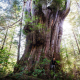 A man stands beside a massive old-growth cedar.
